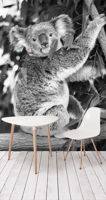 Bild på Koala in a eucalyptus tree Black and White